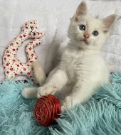 Ragdoll kocourek
