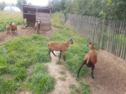 Prodám beránka ovce kamerunské (3 měsíce)