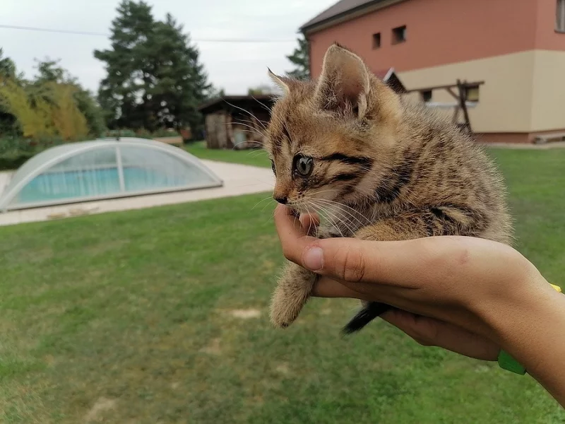 Dvouměsíční koťata