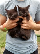 Dvouměsíční koťata