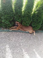 Na prodej krasna stenata Cane Corso