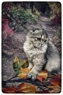 Scottish fold
