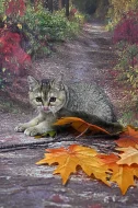 Scottish fold