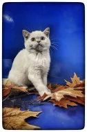 Scottish fold