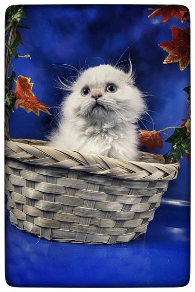 Scottish fold