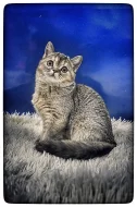 Scottish fold