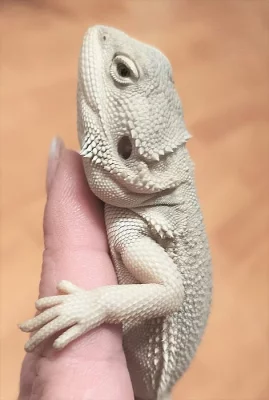 Mládě agamy vousaté Hypo Zero - samička