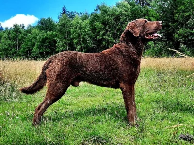 Chesapeake Bay retriever