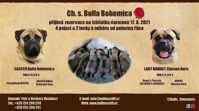 Štěňata bullmastif, bullmastiff, bulmastif