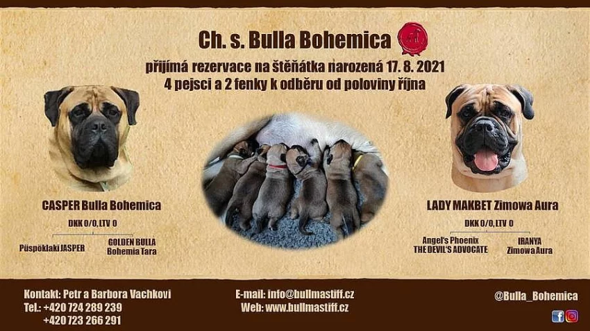 Štěňata bullmastif, bullmastiff, bulmastif