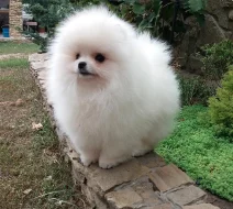 K prodeji jsou nádherná štěňata pomeranianů.