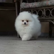 K prodeji jsou nádherná štěňata pomeranianů.