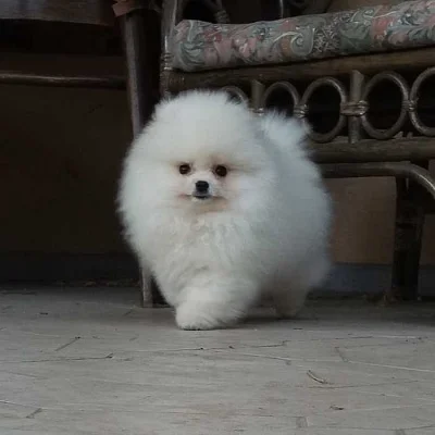 K prodeji jsou nádherná štěňata pomeranianů.