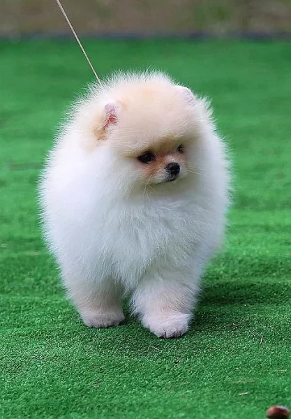 Čistokrevná štěňata pomeranian k dispozici k prodeji.