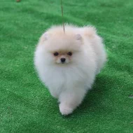 Čistokrevná štěňata pomeranian k dispozici k prodeji.