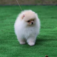 Čistokrevná štěňata pomeranian k dispozici k prodeji.