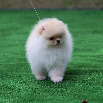 Čistokrevná štěňata pomeranian k dispozici k prodeji.