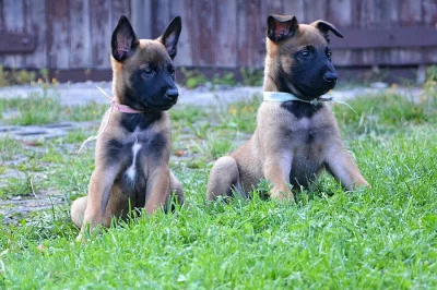 Belgický ovčák - Malinois