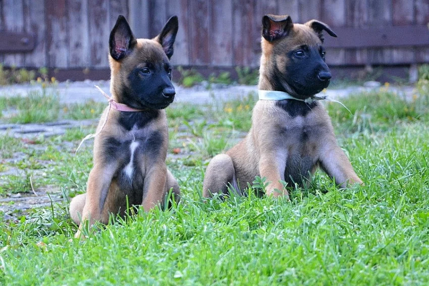 Belgický ovčák - Malinois