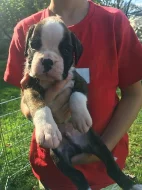 Boxer štěňátka