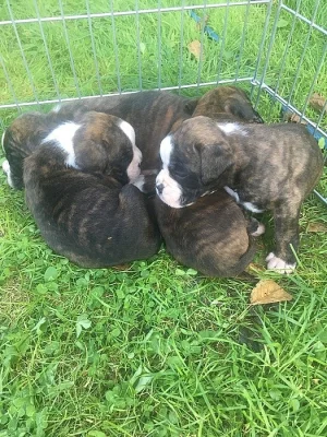Boxer štěňátka