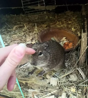 Osmák degu - daruji