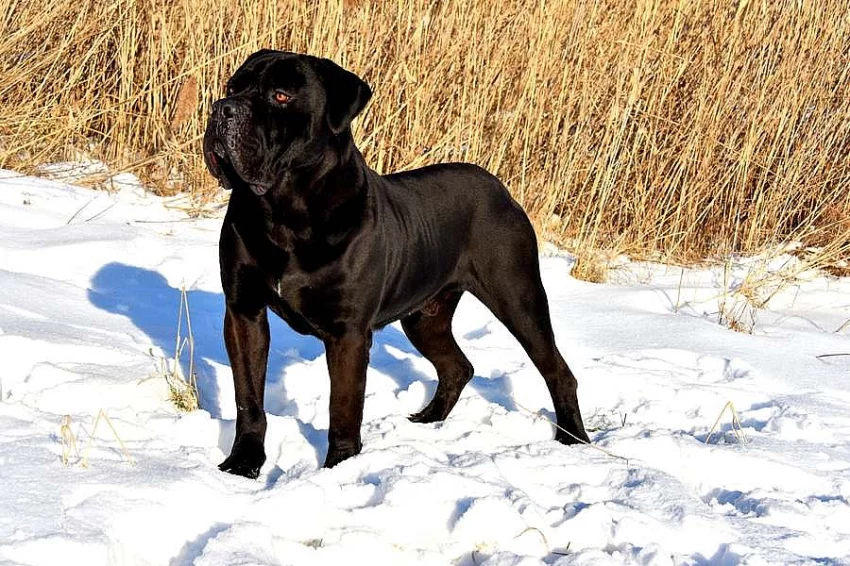 Štěňátka Cane Corso modrá, černá, žíhaná