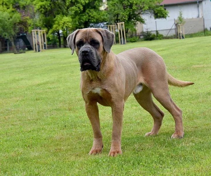 Cane Corso chovný pes s PP