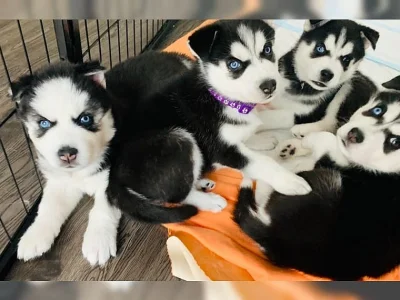 čistokrevná sibiřského huskyho