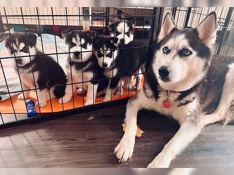 čistokrevná sibiřského huskyho