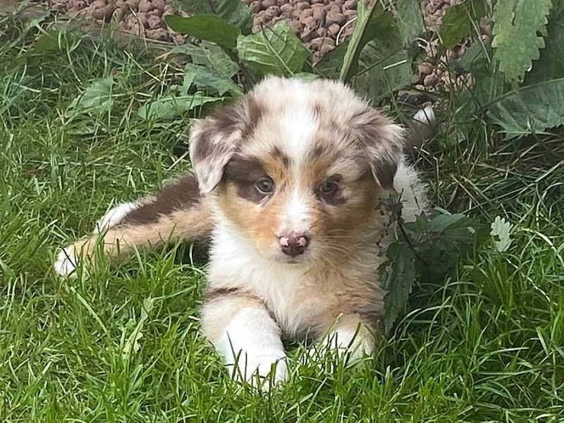 fenka AUO