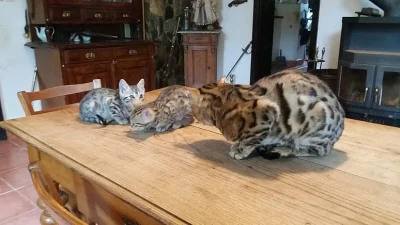 bengálská leopardí koťata