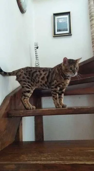 bengálský leopardí kocour na krytí.