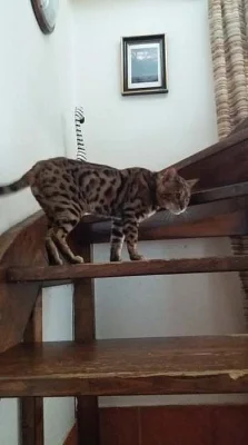 bengálský leopardí kocour na krytí.