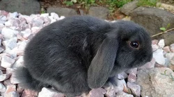 Králíčci - Beránci