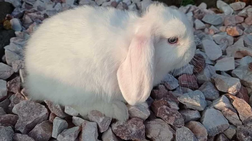 Králíčci - Beránci