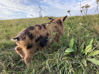 SELATA KUNEKUNE