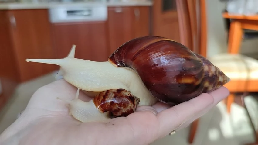 Achatina - šnek africký