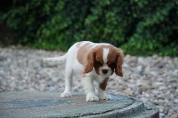 Kavalír King Charles španěl - mini fenka