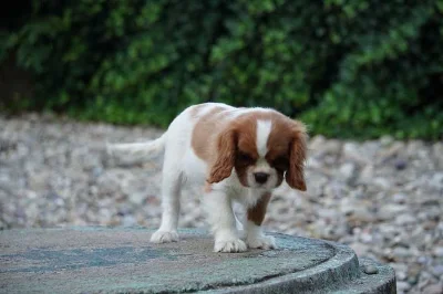 Kavalír King Charles španěl - mini fenka