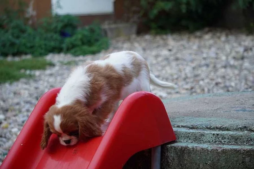 Kavalír King Charles španěl - mini fenka