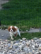 Kavalír King Charles španěl - mini fenka