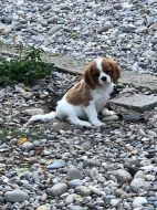 Kavalír King Charles španěl - mini fenka