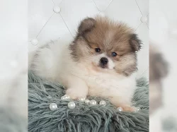 Pomeranian trpasličí špic štěňata