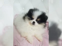 Pomeranian trpasličí špic štěňata