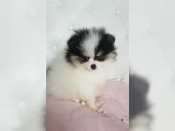 Pomeranian trpasličí špic štěňata