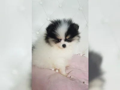 Pomeranian trpasličí špic štěňata