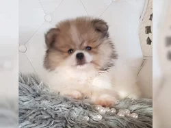 Pomeranian trpasličí špic štěňata