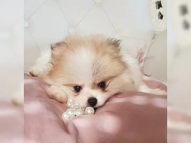 Pomeranian trpasličí špic štěňata