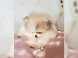 Pomeranian trpasličí špic štěňata